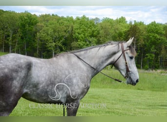 Tennessee walking horse, Gelding, 3 years, 15 hh, Gray