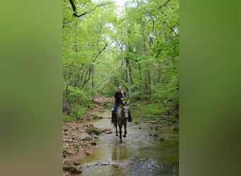 Tennessee walking horse, Gelding, 3 years, 15 hh, Gray