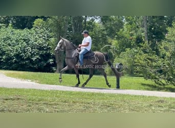 Tennessee walking horse, Gelding, 3 years, 15 hh, Grey