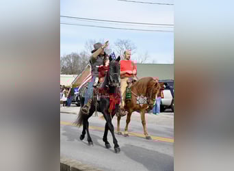 Tennessee walking horse, Gelding, 3 years, 15 hh, Grey