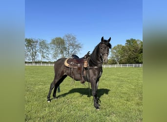 Tennessee walking horse, Gelding, 3 years, 15 hh, Roan-Blue