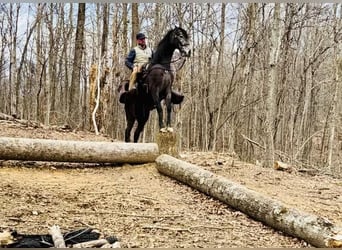 Tennessee walking horse, Gelding, 3 years, 15 hh, Roan-Blue