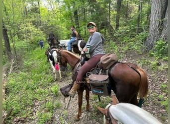Tennessee walking horse, Gelding, 3 years, 15 hh, Sorrel