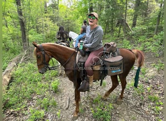 Tennessee walking horse, Gelding, 3 years, 15 hh, Sorrel