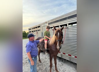 Tennessee walking horse, Gelding, 3 years, 15 hh, Sorrel
