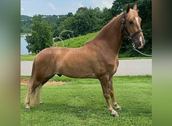 Tennessee walking horse, Gelding, 3 years, 15 hh, Sorrel