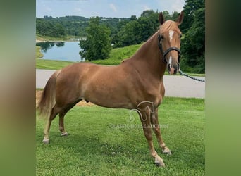 Tennessee walking horse, Gelding, 3 years, 15 hh, Sorrel