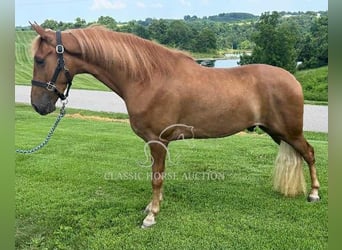 Tennessee walking horse, Gelding, 3 years, 15 hh, Sorrel