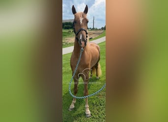 Tennessee walking horse, Gelding, 3 years, 15 hh, Sorrel