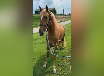 Tennessee walking horse, Gelding, 3 years, 15 hh, Sorrel