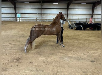 Tennessee walking horse, Gelding, 3 years, 15 hh, Sorrel