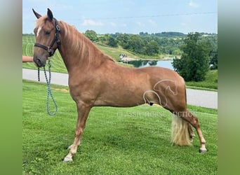 Tennessee walking horse, Gelding, 3 years, 15 hh, Sorrel