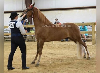 Tennessee walking horse, Gelding, 3 years, 15 hh, Sorrel