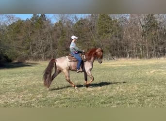 Tennessee walking horse, Gelding, 3 years, 16 hh, Roan-Red