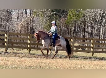 Tennessee walking horse, Gelding, 3 years, 16 hh, Roan-Red