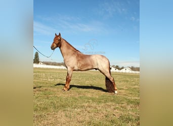 Tennessee walking horse, Gelding, 3 years, 16 hh, Roan-Red