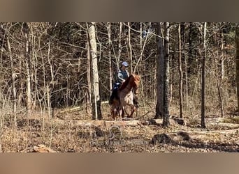 Tennessee walking horse, Gelding, 3 years, 16 hh, Roan-Red