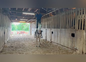 Tennessee walking horse, Gelding, 3 years, 16 hh, Roan-Red