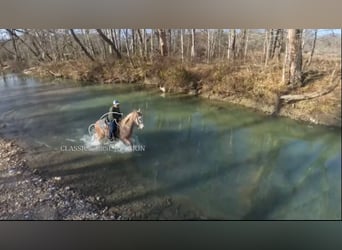 Tennessee walking horse, Gelding, 3 years, 16 hh, Roan-Red