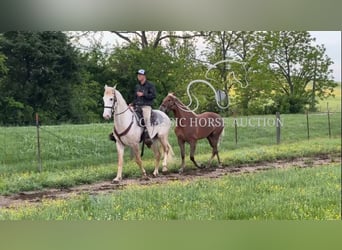 Tennessee walking horse, Gelding, 3 years, 16 hh, Roan-Red