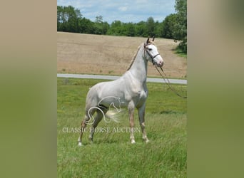 Tennessee walking horse, Gelding, 3 years, 16 hh, Roan-Red