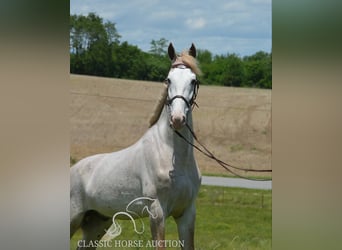 Tennessee walking horse, Gelding, 3 years, 16 hh, Roan-Red