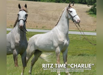 Tennessee walking horse, Gelding, 3 years, 16 hh, Roan-Red