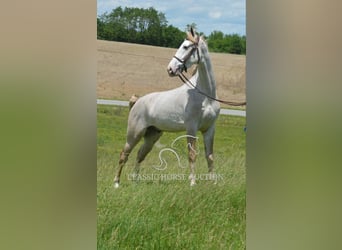 Tennessee walking horse, Gelding, 3 years, 16 hh, Roan-Red