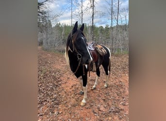 Tennessee walking horse, Gelding, 3 years, 16 hh, Tobiano-all-colors