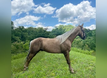 Tennessee walking horse, Gelding, 4 years, 14.2 hh, Chestnut