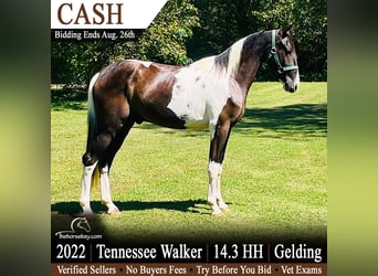 Tennessee walking horse, Gelding, 4 years, 14.2 hh, Tobiano-all-colors