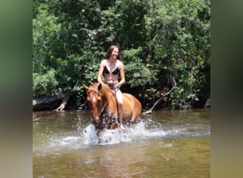 Tennessee walking horse, Gelding, 4 years, 14.3 hh, Sorrel