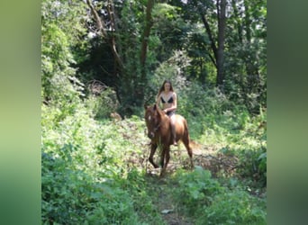 Tennessee walking horse, Gelding, 4 years, 14.3 hh, Sorrel