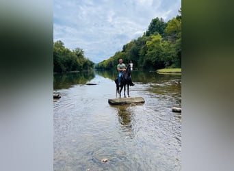 Tennessee walking horse, Gelding, 4 years, 14 hh, Black