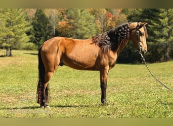 Tennessee walking horse, Gelding, 4 years, 14 hh, Buckskin