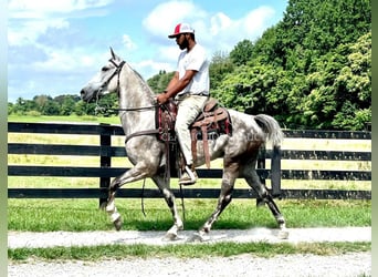 Tennessee walking horse, Gelding, 4 years, 14 hh, Gray