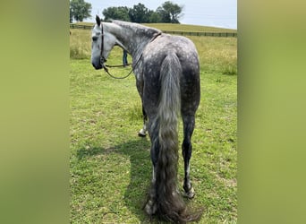 Tennessee walking horse, Gelding, 4 years, 14 hh, Gray
