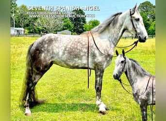 Tennessee walking horse, Gelding, 4 years, 14 hh, Gray