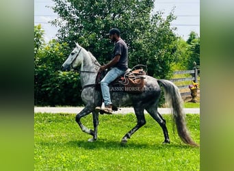 Tennessee walking horse, Gelding, 4 years, 14 hh, Gray