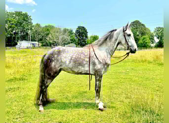 Tennessee walking horse, Gelding, 4 years, 14 hh, Gray