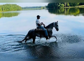 Tennessee walking horse, Gelding, 4 years, 14 hh, Gray