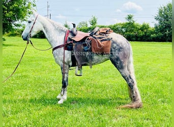 Tennessee walking horse, Gelding, 4 years, 14 hh, Gray