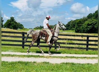 Tennessee walking horse, Gelding, 4 years, 14 hh, Gray