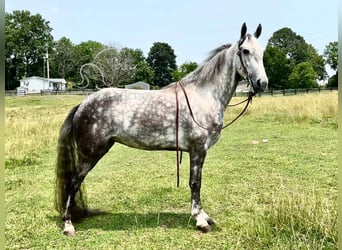 Tennessee walking horse, Gelding, 4 years, 14 hh, Gray