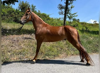 Tennessee Walking Horse, Wallach, 4 Jahre, 14 hh, Rotfuchs