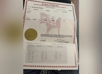 Tennessee walking horse, Gelding, 4 years, 15 hh, Bay