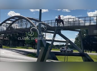 Tennessee walking horse, Gelding, 4 years, 15 hh, Bay