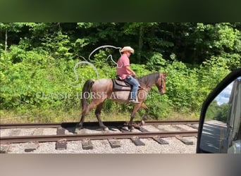 Tennessee walking horse, Gelding, 4 years, 15 hh, Bay