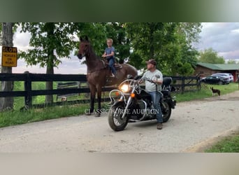 Tennessee walking horse, Gelding, 4 years, 15 hh, Bay