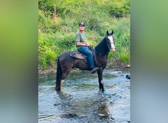 Tennessee walking horse, Gelding, 4 years, 15 hh, Black